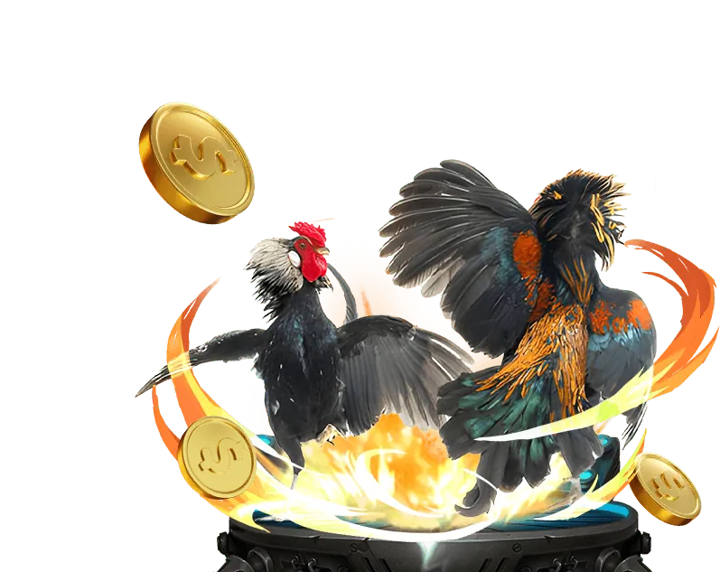 Quy trình bảo dưỡng gà đá chuyên nghiệp